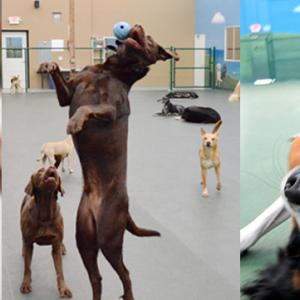 Top Benefits of Sending Your Dog To Dog Daycare San Marcos