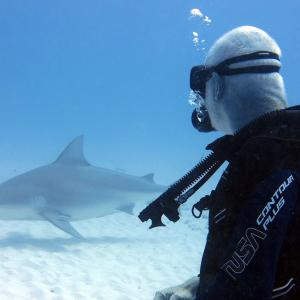 Shark Diving – Is It Safe?