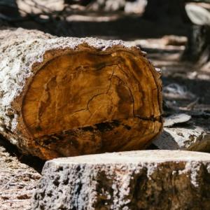 What to Do with the Wood After a Tree Removal: Creative Ideas