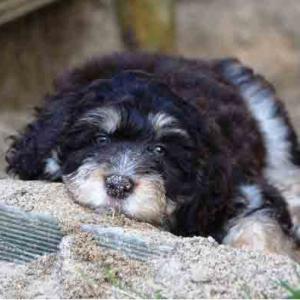 Important Information Aussiedoodle Dog Breed