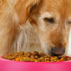 Pet Food Market to Record Rapid Revenue Growth from 2022 to 2025 |Research Informatic