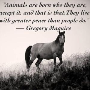 Are Animals Better than Humans
