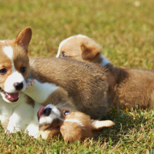 Decoding the True Worth of Corgi Puppies Price: Exploring FM Corgi's Welsh Cardigan Corgi Puppies