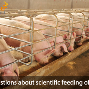 16 questions about scientific feeding of sows