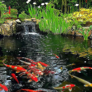 The Complete Guide to Building and Maintaining a Koi Pond with Poposoap