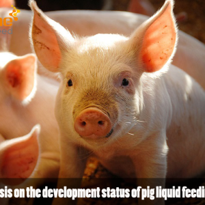 Analysis on the development status of pig liquid feeding