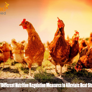 Application of Different Nutrition Regulation Measures to Alleviate Heat Stress in Poultry