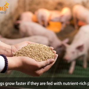 Can big pigs grow faster if they are fed with nutrient-rich piglet feed?
