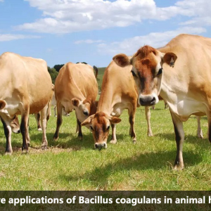 Innovative applications of Bacillus coagulans in animal husbandry