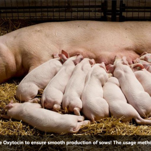 Reasonably use Oxytocin to ensure smooth production of sows! The usage methods are all here!