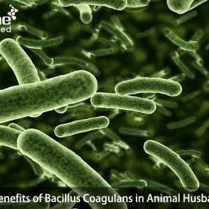 The Benefits of Bacillus Coagulans in Animal Husbandry
