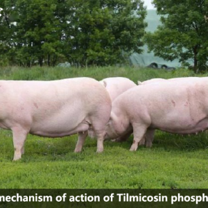 The mechanism of action of Tilmicosin phosphate