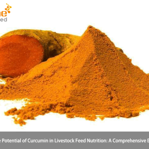 Unveiling the Potential of Curcumin in Livestock Feed Nutrition: A Comprehensive Exploration