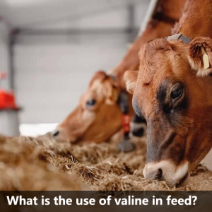 What is the use of valine in feed?