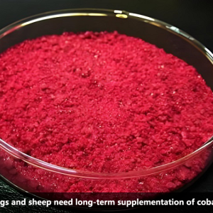 Why do pigs and sheep need long-term supplementation of cobalt chloride