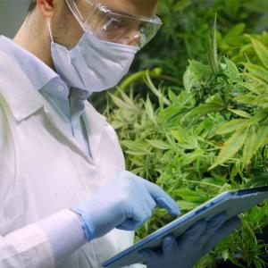 Cannabis Testing Market 2023: Share, Size, Industry Insights and Forecast to 2028