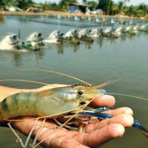 Ecuador Shrimp Feed Market Share, Trends, Growth, Latest Insights and Forecast 2023-2028