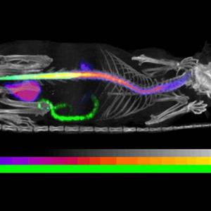 Preclinical Imaging Market Size, Growth, Latest Trends, Analysis and Forecast 2023-2028