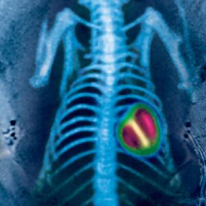 Preclinical Imaging Market Share, Size, Trends, Industry Insights and Forecast 2023-2028
