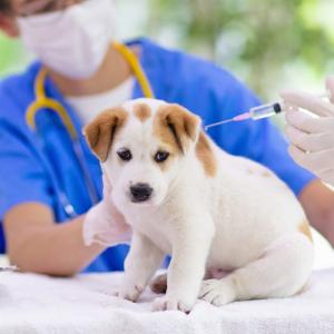 Rabies Veterinary Vaccines Market Size, Share, Trends, Analysis and Forecast 2023-2028