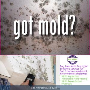 The Benefits of scheduling mold testing for your home