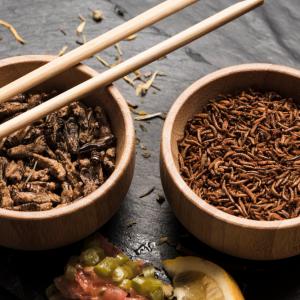 Rapid Expansion of the Global Insect Protein Market: Size, Trends & Drivers