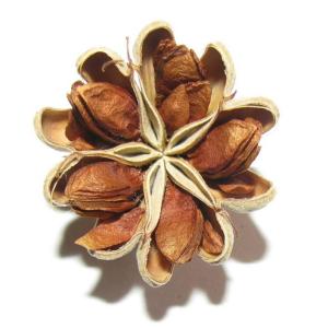 Quillaia Extracts Market Size, Growth, and Strategic Outlook 2026-2033