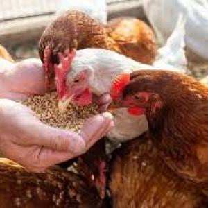 Organic Feed Market Growth and Strategic Outlook 2026–2033