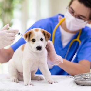 Veterinary Vaccines Market Size, Trends, and Growth Insights 2026-2033