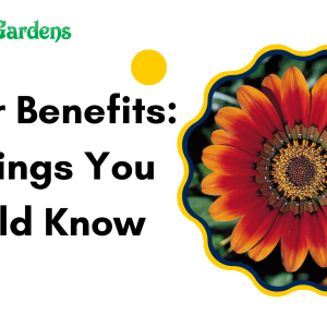 Flower Benefits: 10 Things You Should Know 
