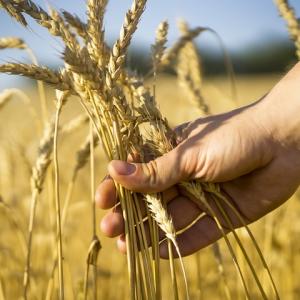 Flourishing Fields: A Comprehensive Analysis of the Grain Farming Market in 2023