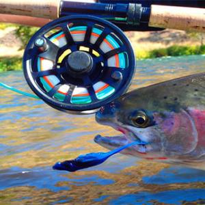 Anglers can learn a lot from reviews of leland fly fishing