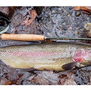 Top advantages of fly fishing closeouts