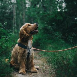 Clearing the Air: Common Myths About Dog Poop, Debunked