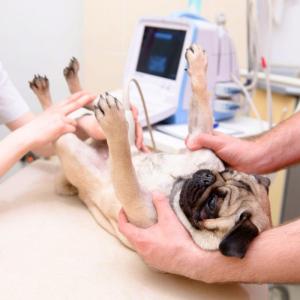 Animal Ultrasound Market Demand from 2021-2027| Research Informatic