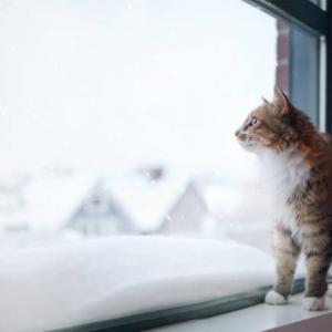 Why Does My Cat Play in the Litter Box?