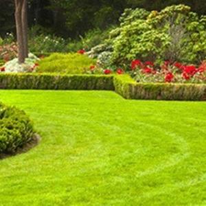 Professional Lawn Mowing Clovelly Services for Beautiful Outdoor Spaces