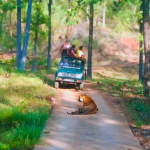 Explore Indian Wildlife Safaris