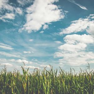 The Role of Professional Grounds Maintenance in Sustainable Land Management