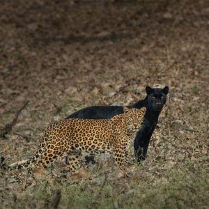 Kabini Safari Stay Guide: Planning Your Stay at Regenta Resort
