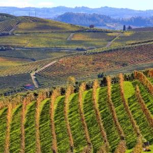 Exploring Elegance: A Journey through Piedmont Wine Tours