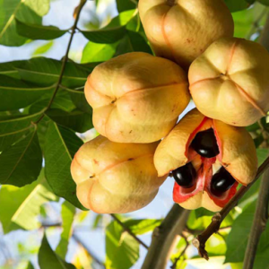 Nutrition Facts Of Ackee Fruit For Healthy And Fit Body