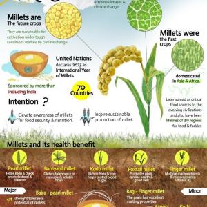 Millet Market Size worth USD 21.20 Billion by 2031 | KR