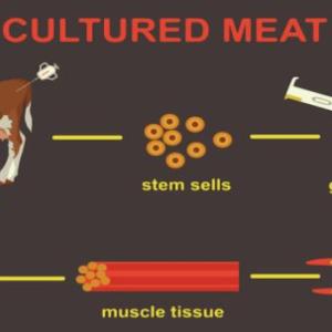 Cultured Meat Market Size Set to Attain Revenue Worth USD 811.4 Million by 2031