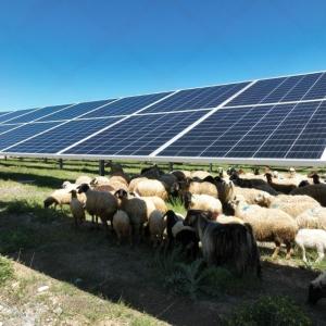 Why Agrisolar Projects Need Better Planning, Not Bigger Budgets