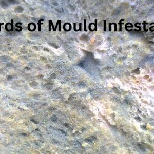 Silent Menace: Unveiling the Hazards of Mould Infestation