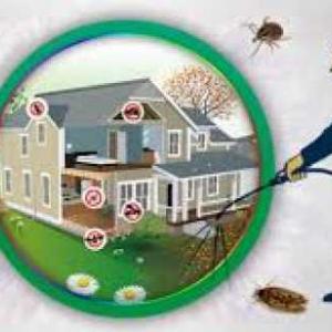 Hire professional services of pest control in Delhi NCR