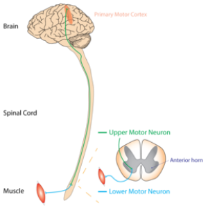 Amyotrophic Lateral Sclerosis Market Dynamics, Forecast, Analysis And Supply Demand 2027