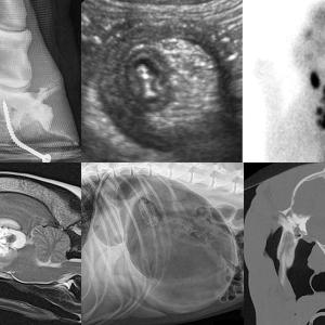  Veterinary Imaging Market Share, Growth, Trends, COVID 19 Impact Analysis, by 2027