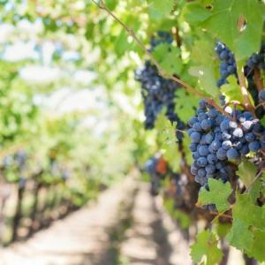 South American Wine Tours: From Mendoza to Maipo Valley